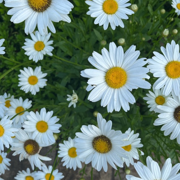 Meet your Posher, Laurie - Picture 1 of 6